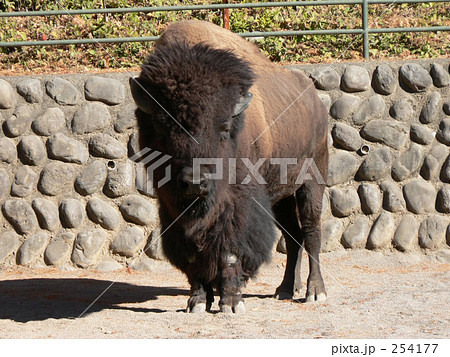 アメリカバイソン 254177