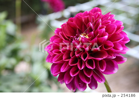 ブラザー ブラザー 254186