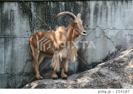 バーバリーシープ バーバリーシープ 254187