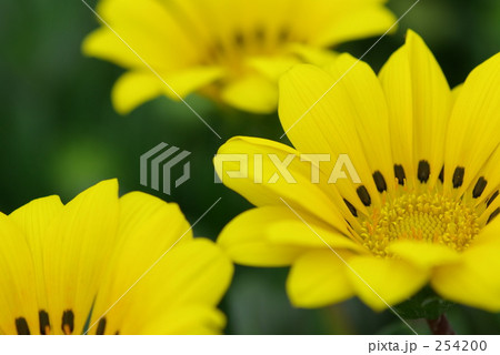 クンショウギク クンショウギク 254200