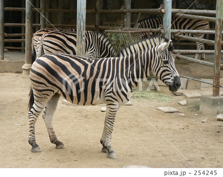 チャップマンシマウマ 254245