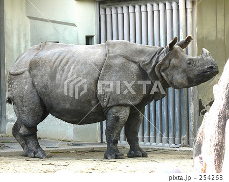 インドサイ 254263