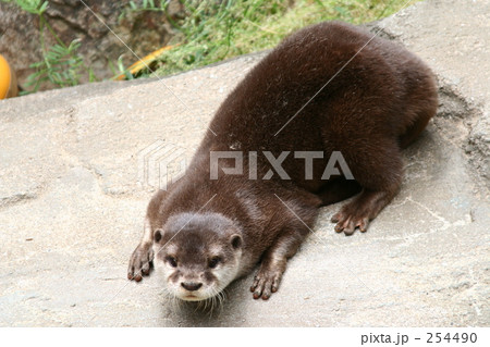 コツメカワウソ コツメカワウソ 254490