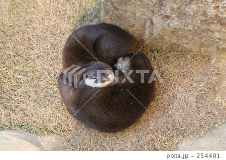 コツメカワウソ 254491