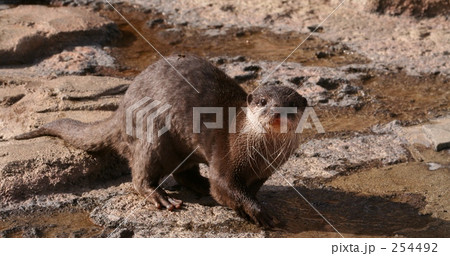 コツメカワウソ 254492