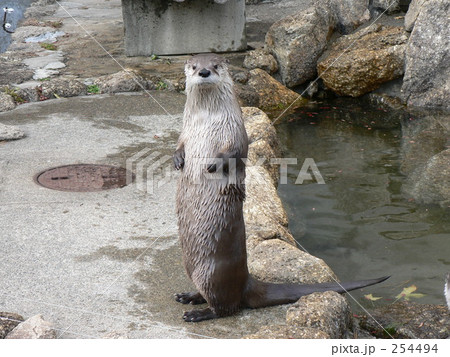 カナダカワウソ立ちポーズ 254494