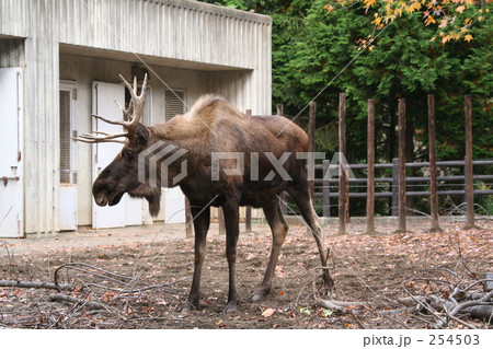 ヘラジカ ヘラジカ 254503