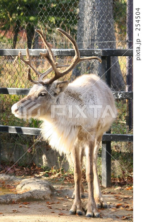 トナカイ トナカイ 254504