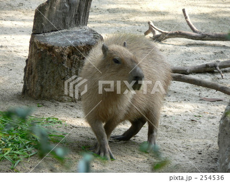 カピバラ 254536