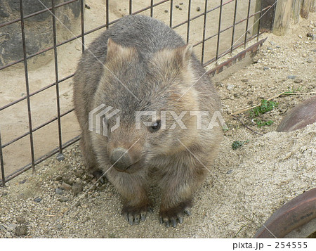 ウォンバット 254555