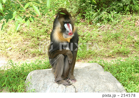 マンドリル 254578