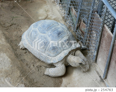 アルダブラゾウガメ アルダブラゾウガメ 254763