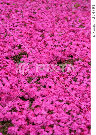 花のじゅうたん 花のじゅうたん 254791