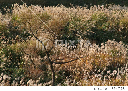 淋しげなすすき野原 淋しげなすすき野原 254793