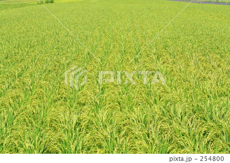 夏の田んぼ 夏の田んぼ 254800