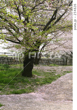 散り始めた桜、花びらのじゅうたん 散り始めた桜、花びらのじゅうたん 254826