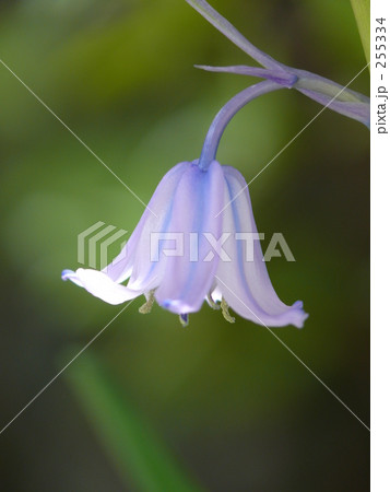 スパニッシュ　ブルーベル 255334