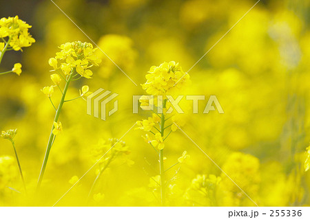 黄色　”菜の花” 255336