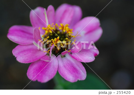 ジニア(百日草）ピンク 255420