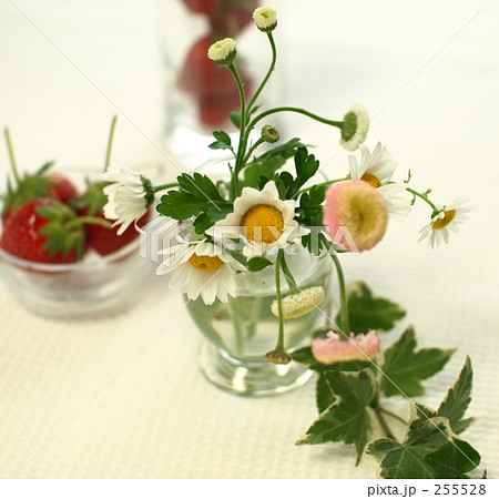 スプレー菊とマトリカリア 255528