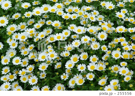 ノースポール 255556