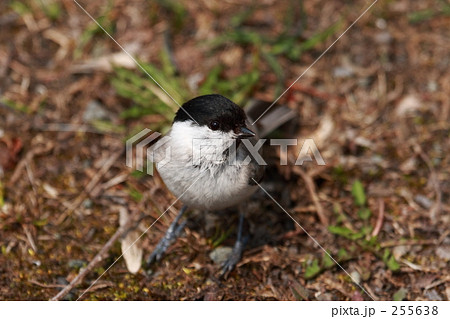 ハシブトガラ 255638