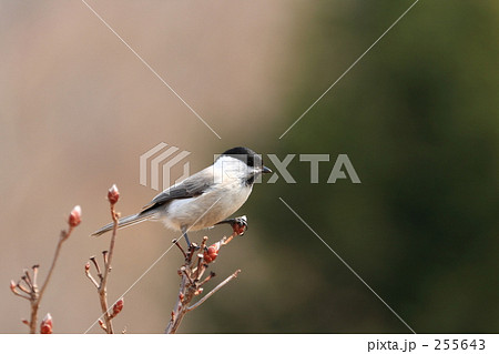 ハシブトガラ 255643
