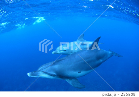親子のイルカ 255809