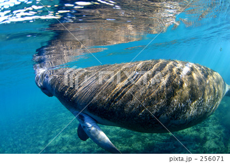 光とマナティー 光とマナティー 256071