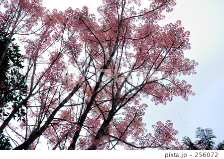 見沼田圃・春　チャンチン（せんだん科） 256072