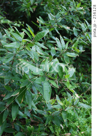 見沼田圃・春　オカメザサ（いね科） 256128