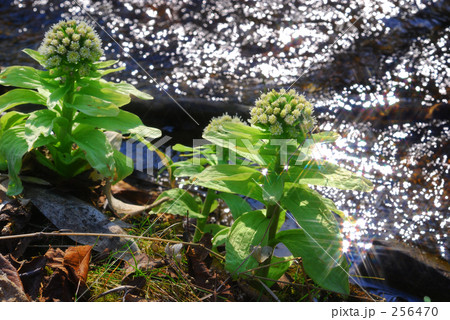 早春のきらめき 256470