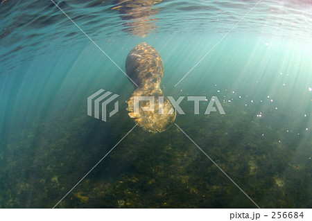 傷ついたマナティー 256684