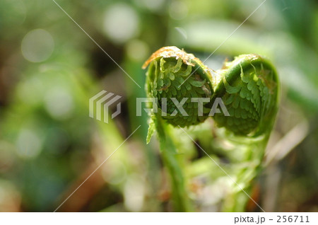 こごみの双子 こごみの双子 256711