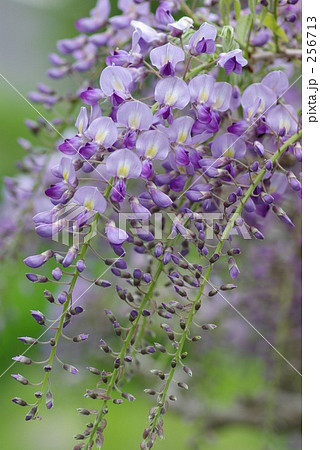 藤の花 藤の花 256713