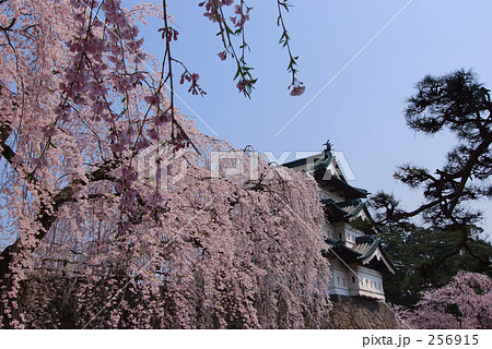 御滝桜と弘前城 256915
