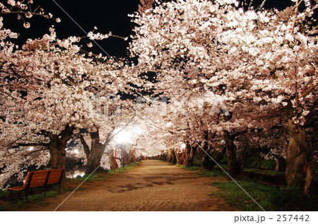 桜のトンネル 桜のトンネル 257442