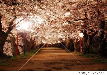 桜のトンネル 257443