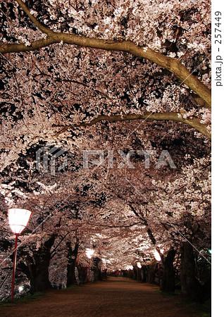 桜のトンネル 257449