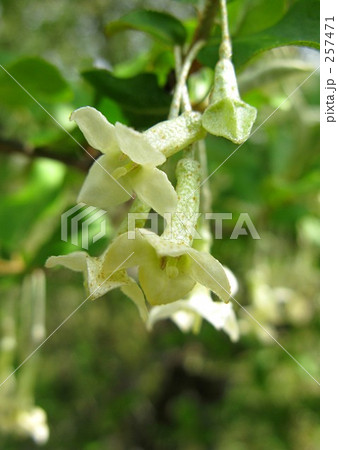 ナツグミの花 ナツグミの花 257471