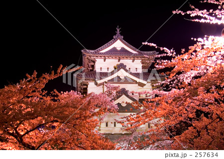 夜桜に染まる 257634