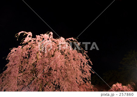 闇にシダレザクラ 闇にシダレザクラ 257860