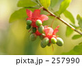 257990