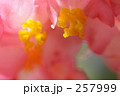 ベゴニア  257999