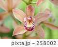 ラン 258002