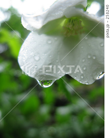 雨上がりのシロヤマブキ 雨上がりのシロヤマブキ 258240