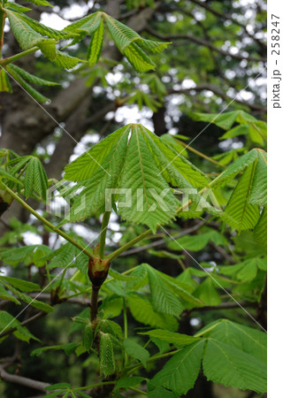 見沼田圃・春　トチノキ（とちのき科） 258247