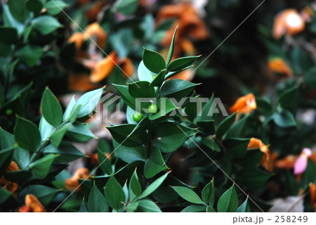 見沼田圃・春　ナギイカダ（ゆり科） 258249