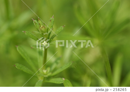 ヤエムグラ 258265