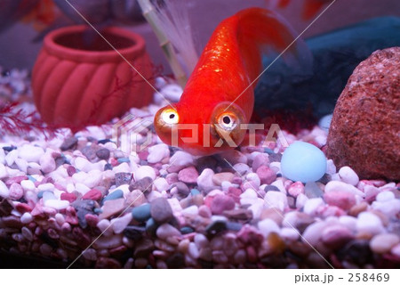 金魚 258469